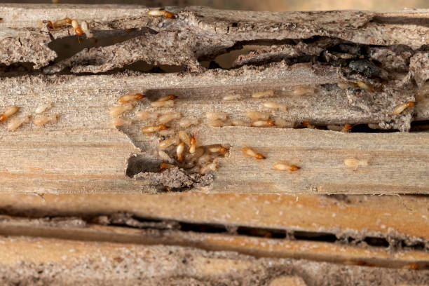 Best Best Pest Control Companies  in Robinhood, MS