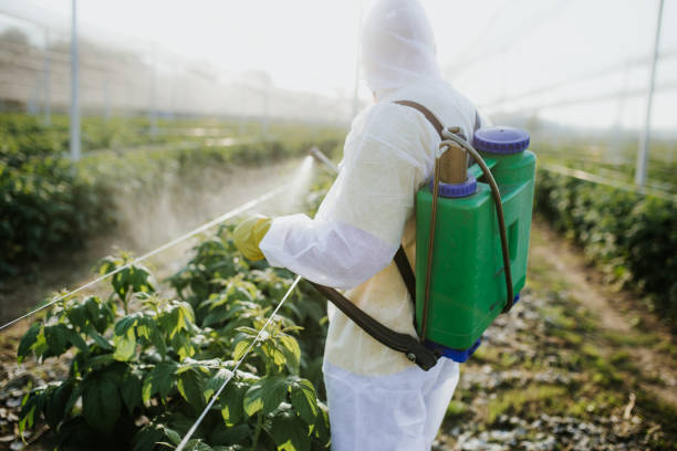 Best Pest Prevention Services  in Robinhood, MS